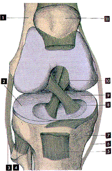 Anatomie du genou